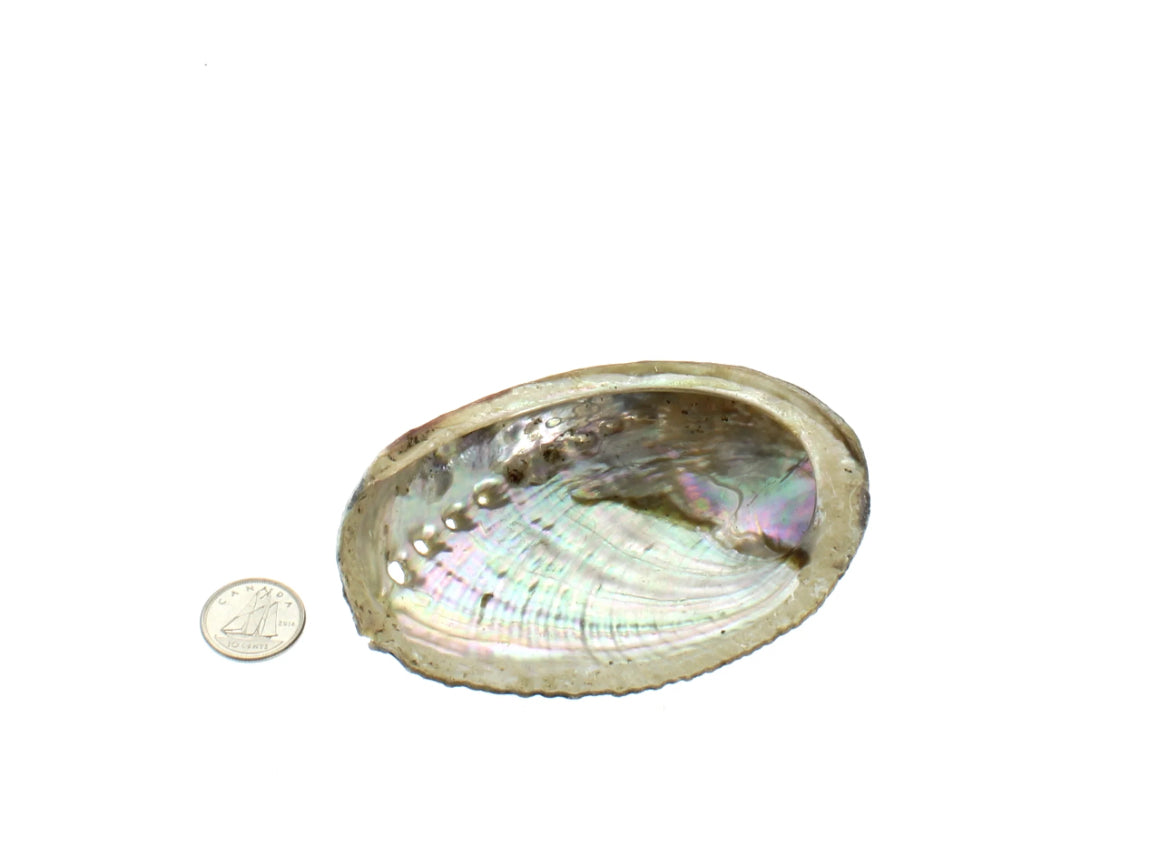 Abalone Shell (1pc)