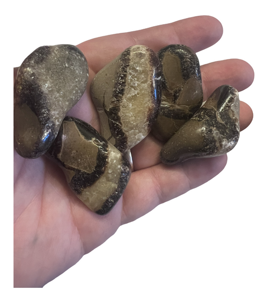 Septarian Natural Crystal Palm Stone (SM)(1pc)