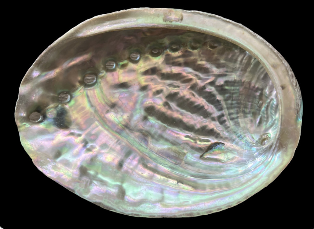 Shell Emprium Abalone Shell (1pc) – Skye Worldwide Crystal Emporium